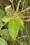 Florida ticktrefoil